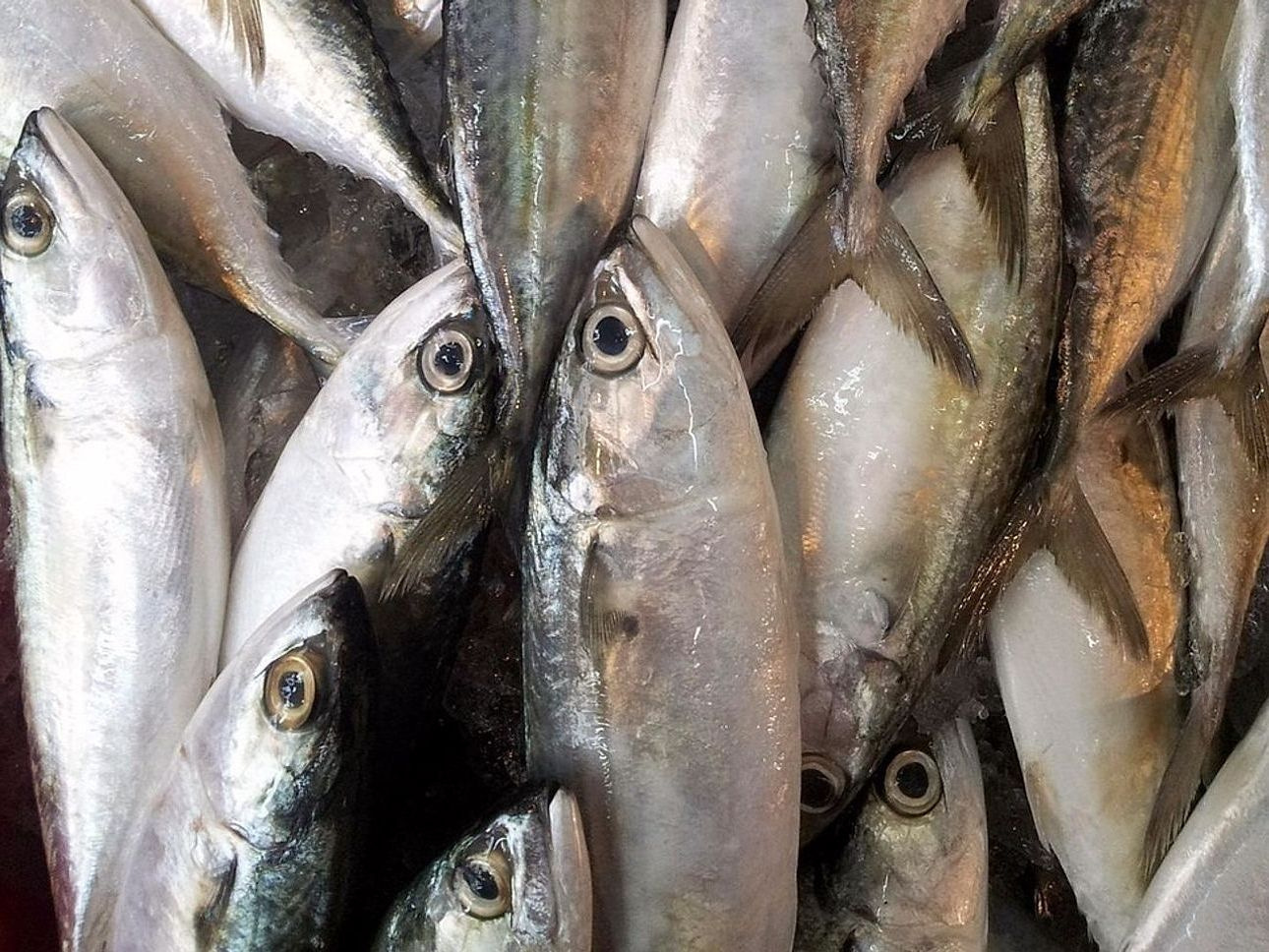 Gelo aberto e vazio além da linha das árvores